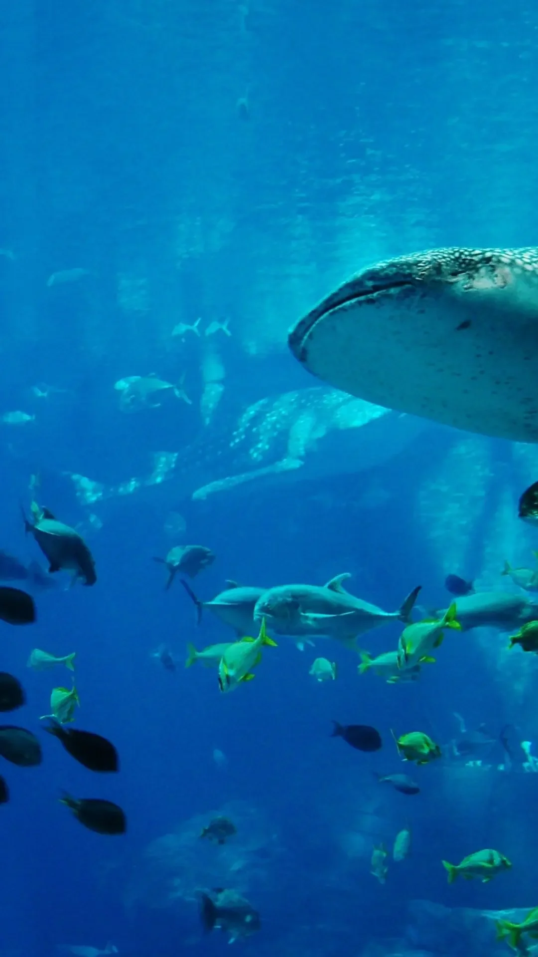 viasea-aquarium-main-vertical