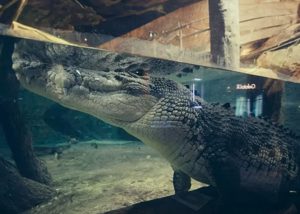 土耳其伊斯坦堡的istnewemaar-aquarium-and-underwater-zoo-entrance-ticket-crocodile - Tourism Photo
