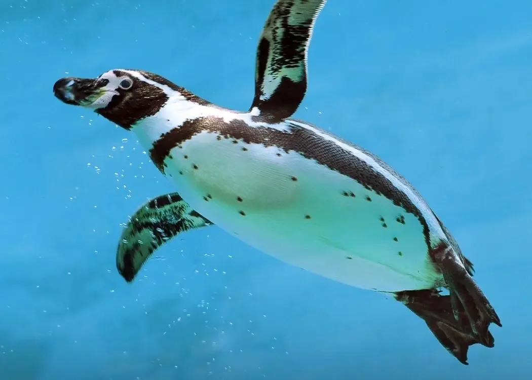 istnewemaar-aquarium-and-underwater-zoo-entrance-ticket-penguin 在 伊斯坦堡, 土耳其 - Tourism Photo
