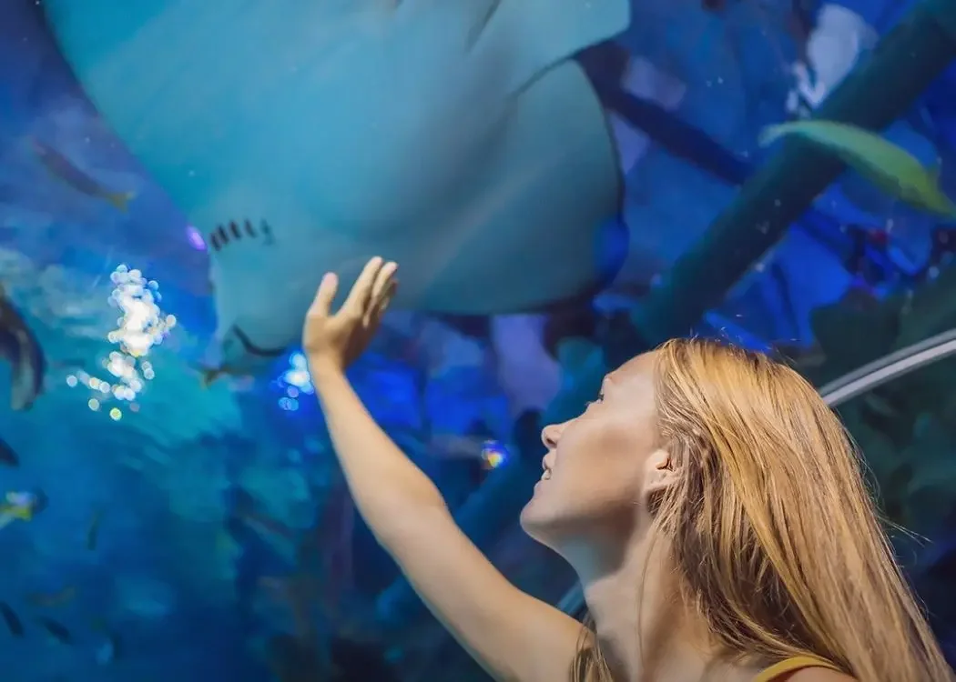 土耳其伊斯坦堡的 istnewemaar-aquarium-and-underwater-zoo-entrance-ticket-underwater-tunnel - Tourism Photo