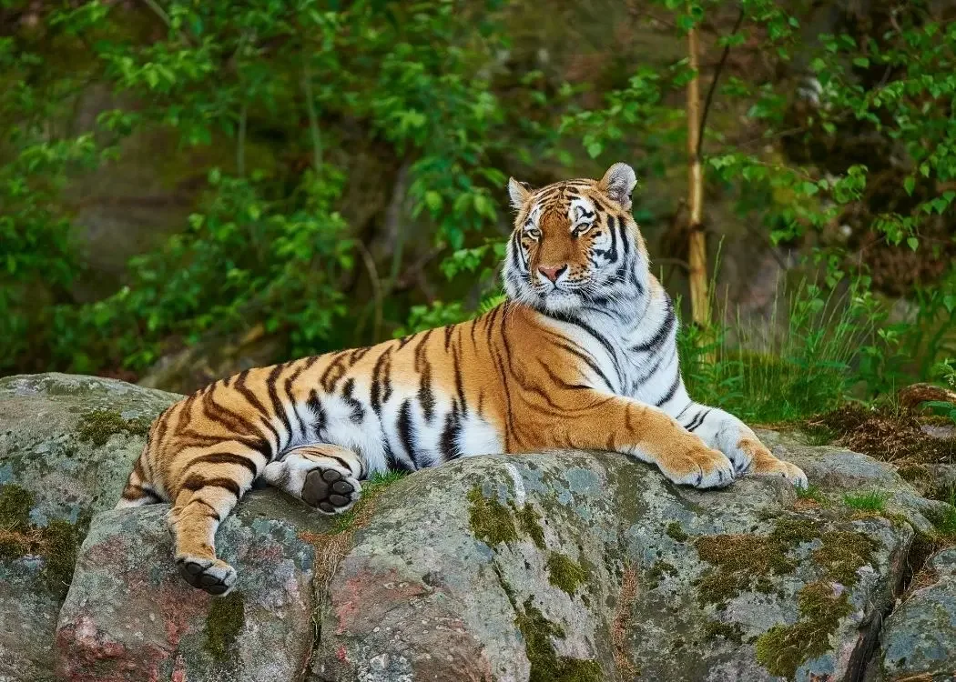 istnewlion-park-aslan-istanbul-tuzla-viaport-marina-puma-tiger-11-1 - Istanbul Turkey