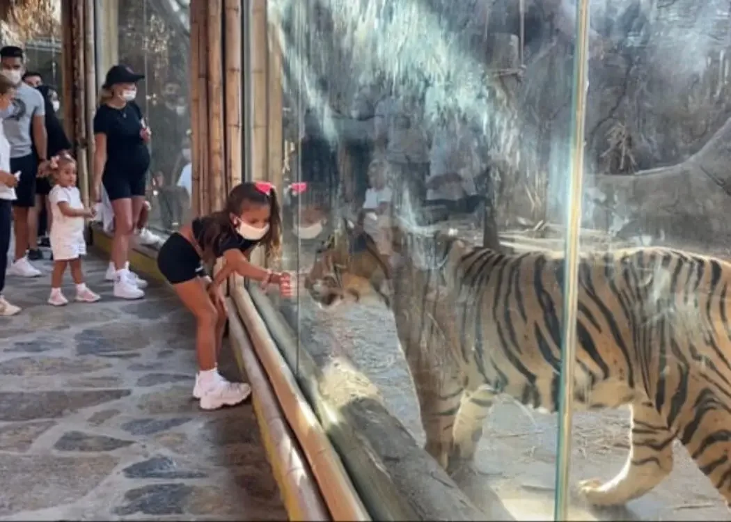 istnewlion-park-aslan-istanbul-tuzla-viaport-marina-puma-tiger-15-1 - Istanbul Turkey