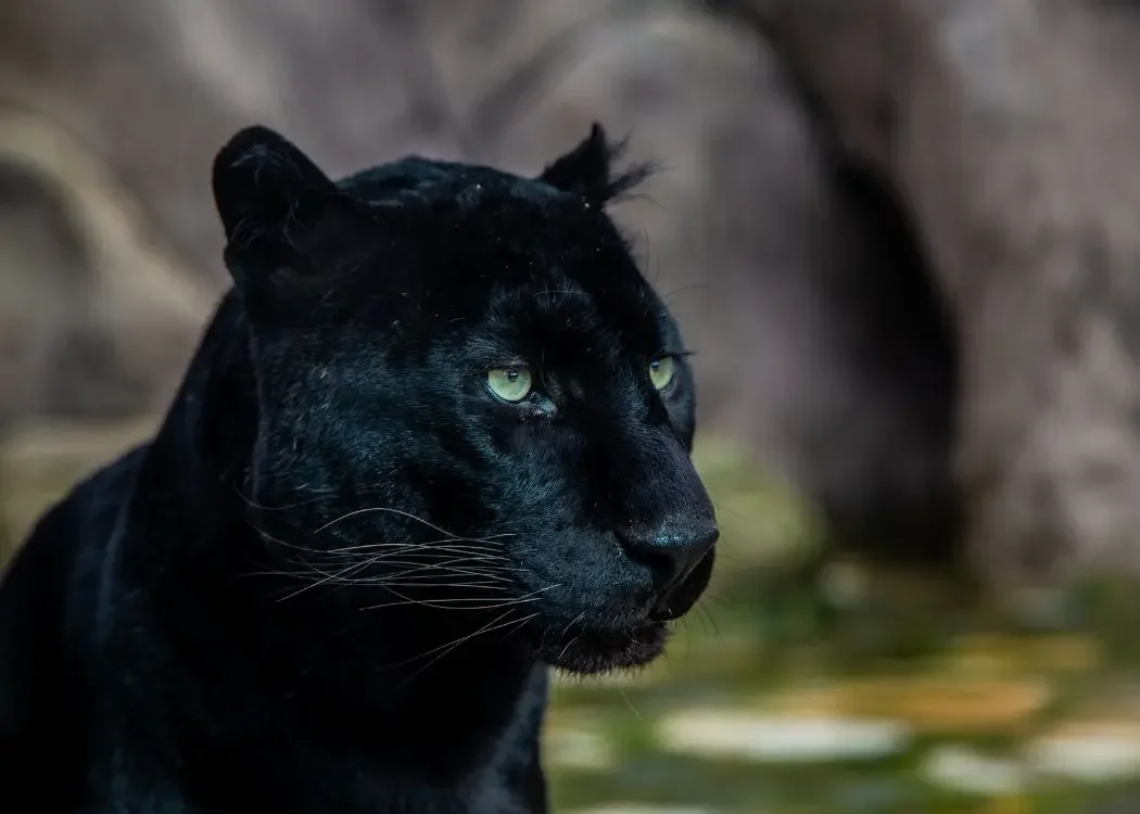 istnewlion-park-aslan-istanbul-tuzla-viaport-marina-puma-tiger-4-1 - Istanbul Turkey