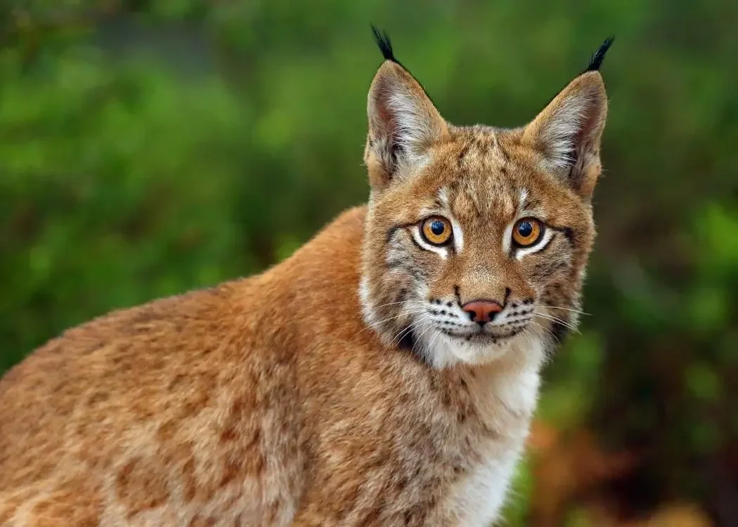 istnewlion-park-aslan-istanbul-tuzla-viaport-marina-puma-tiger-6-1 - Istanbul Turkey