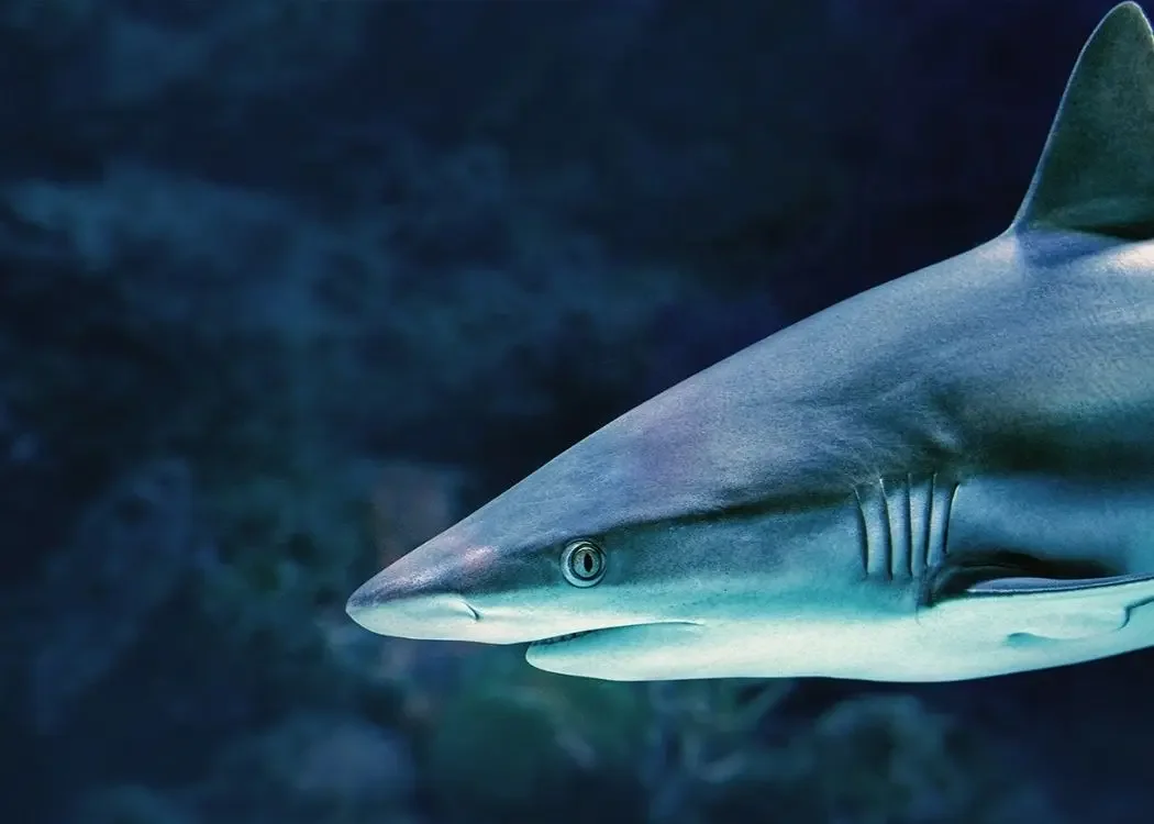 istnewviasea-aquarium-istanbul-viaport-tuzla-marina-shark-akvaryum-5-1 - 土耳其伊斯坦布爾