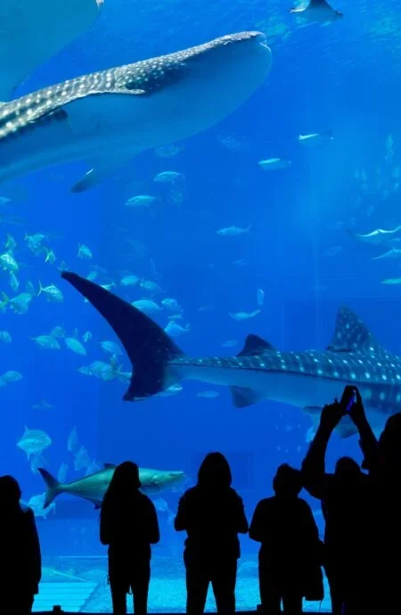viasea-aquarium-main-vertical