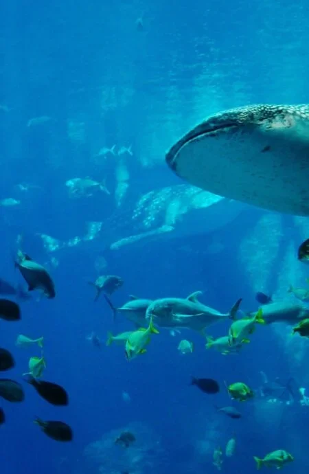 viasea-aquarium-main-vertical