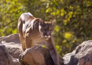 istnewlion-park-aslan-istanbul-tuzla-viaport-marina-puma-tiger-10-1 - Istanbul Turquie