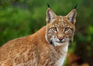 istnewlion-park-aslan-istanbul-tuzla-viaport-marina-puma-tiger-6-1 - Istanbul Turquie