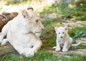 istnewlion-park-aslan-istanbul-tuzla-viaport-marina-puma-tiger-7-1 - Istanbul Turquie