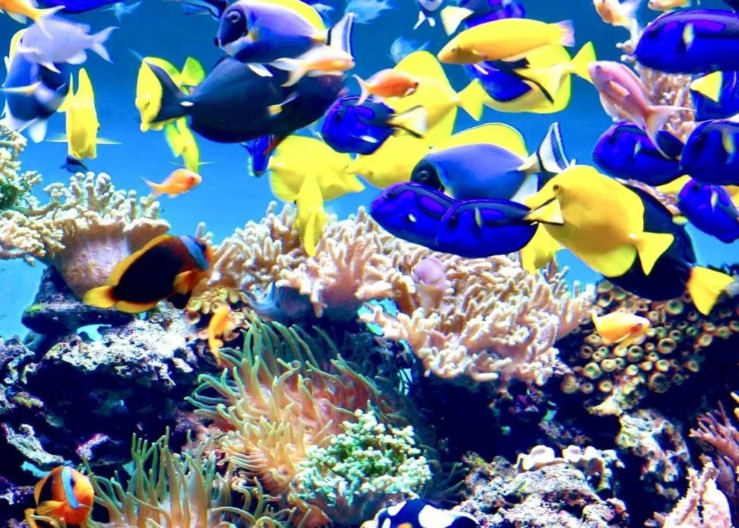 Istanbul Aquarium — Istanbul landmark