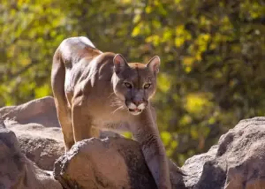 istnewlion-park-aslan-istanbul-tuzla-viaport-marina-puma-tiger-10-1 - Istanbul Turkey