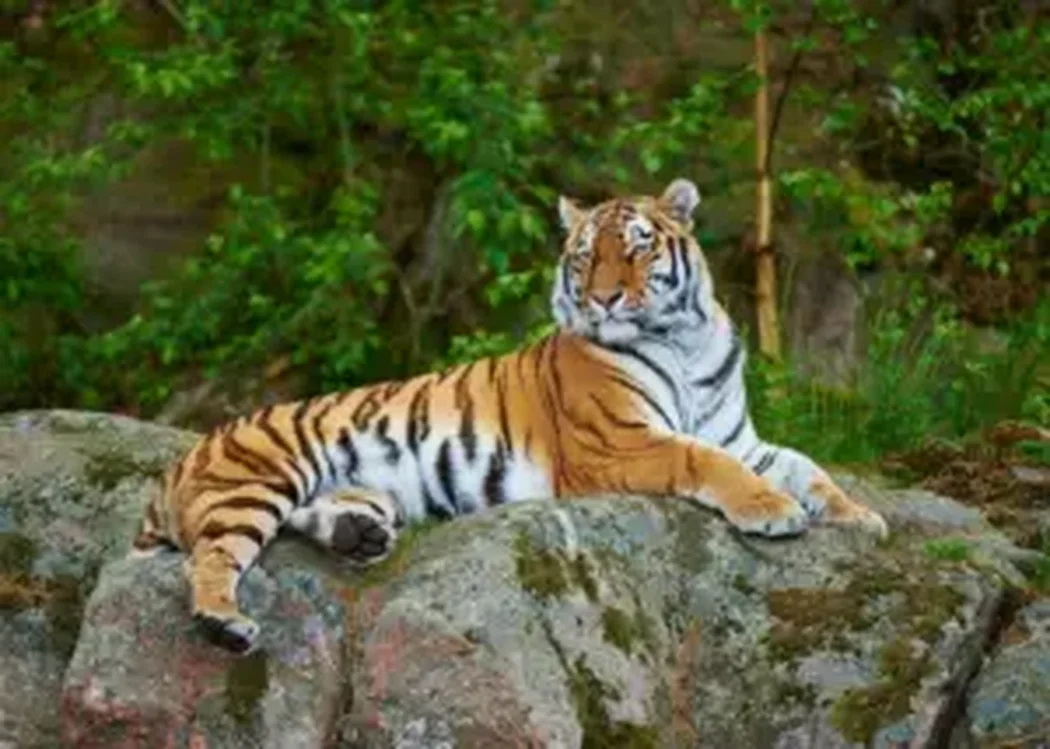 istnewlion-park-aslan-istanbul-tuzla-viaport-marina-puma-tiger-11-1 - Istanbul Turkey