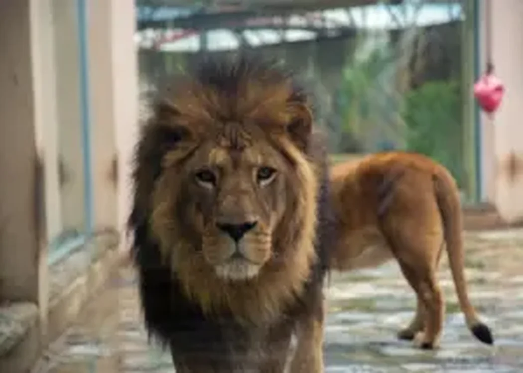 istnewlion-park-aslan-istanbul-tuzla-viaport-marina-puma-tiger-3-1 - Istanbul Turkey