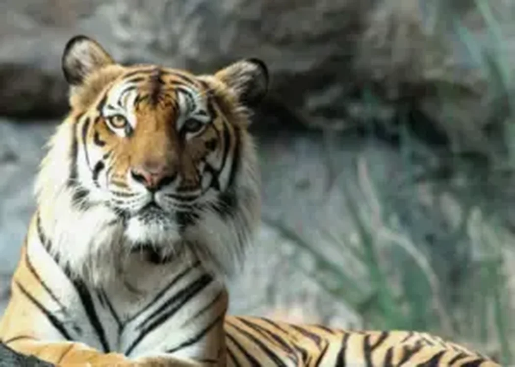 istnewlion-park-aslan-istanbul-tuzla-viaport-marina-puma-tiger - Istanbul Turkey