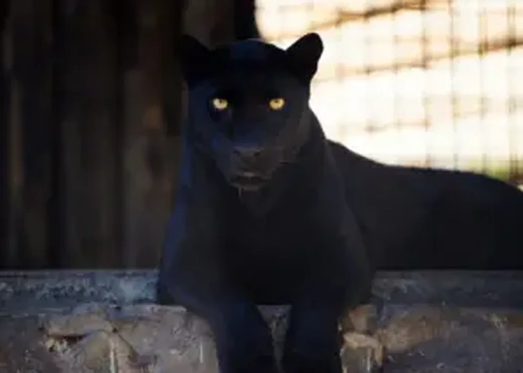 istnewlion-park-aslan-istanbul-tuzla-viaport-marina-puma-tiger-8-1 - Istanbul Turkey