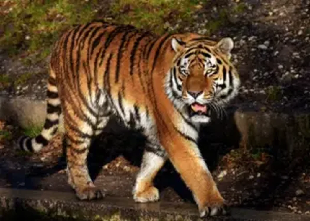 istnewlion-park-aslan-istanbul-tuzla-viaport-marina-puma-tiger-9-1 - Istanbul Turkey