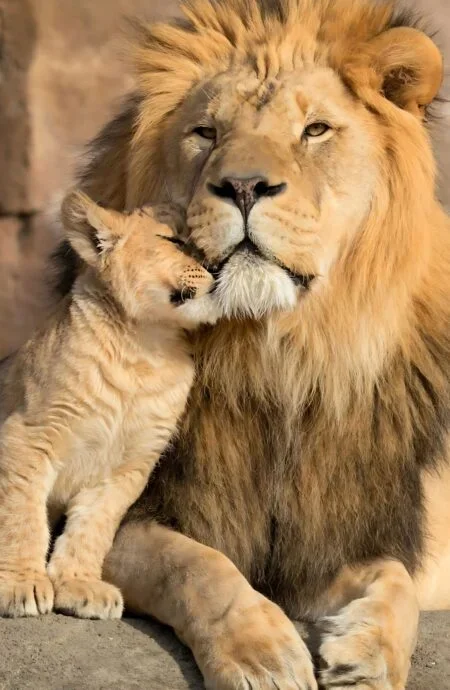 lion_park_main